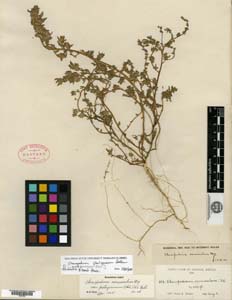 Herbarium Sheet of GH 257654